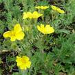 Mochna nátržník - Potentilla erecta