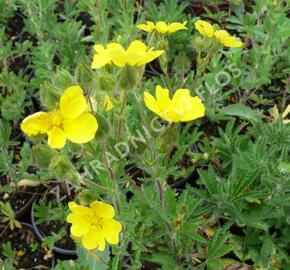 Mochna nátržník - Potentilla erecta