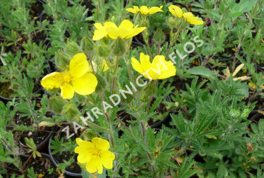 Mochna nátržník - Potentilla erecta