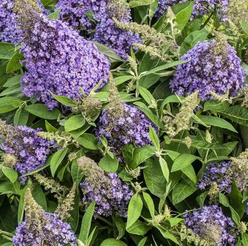 Motýlí keř, Komule Davidova 'Butterfly Candy Lila Sweetheart' - Buddleja davidii 'Butterfly Candy Lila Sweetheart'