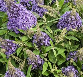 Motýlí keř, Komule Davidova 'Butterfly Candy Lila Sweetheart' - Buddleja davidii 'Butterfly Candy Lila Sweetheart'