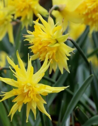 Narcis 'Rip van Winkle' - Narcissus 'Rip van Winkle'
