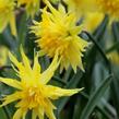 Narcis 'Rip van Winkle' - Narcissus 'Rip van Winkle'