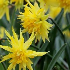 Narcis 'Rip van Winkle' - Narcissus 'Rip van Winkle'