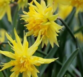 Narcis 'Rip van Winkle' - Narcissus 'Rip van Winkle'