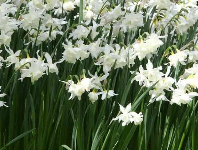 Narcis 'White Marvel' - Narcissus 'White Marvel'