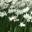 Narcis 'White Marvel' - Narcissus 'White Marvel'