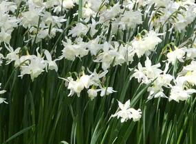 Narcis 'White Marvel' - Narcissus 'White Marvel'