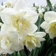 Narcis 'White Marvel' - Narcissus 'White Marvel'