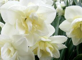 Narcis 'White Marvel' - Narcissus 'White Marvel'