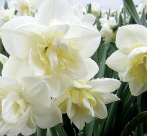 Narcis 'White Marvel' - Narcissus 'White Marvel'