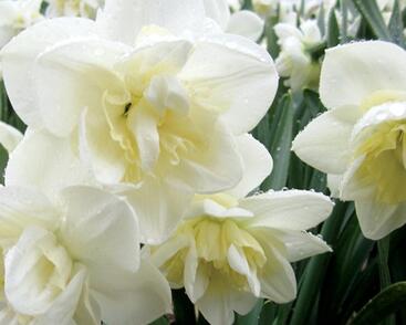 Narcis 'White Marvel'