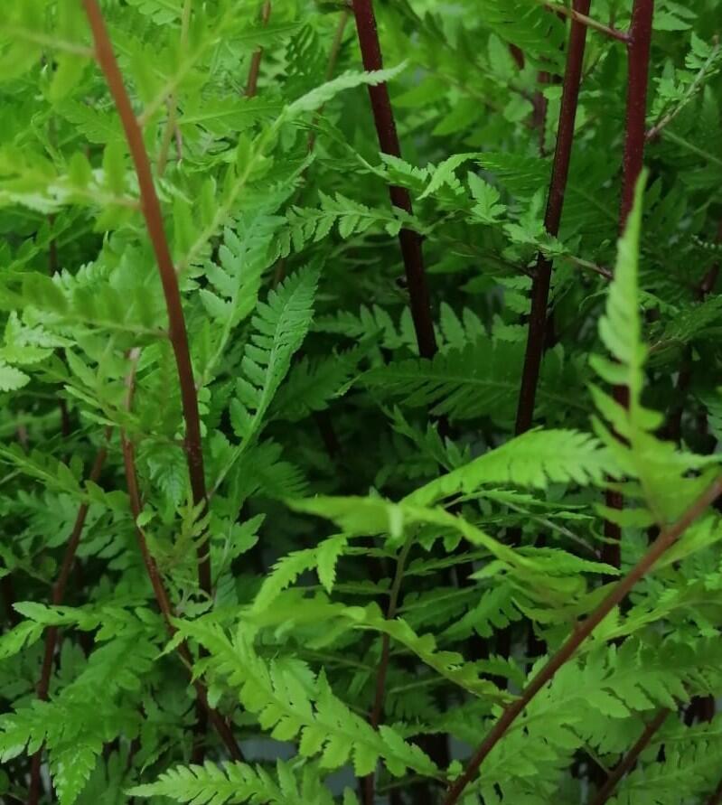 Papratka samičí 'Lady in Red' - Athyrium filix-femina var. angustum 'Lady in Red'