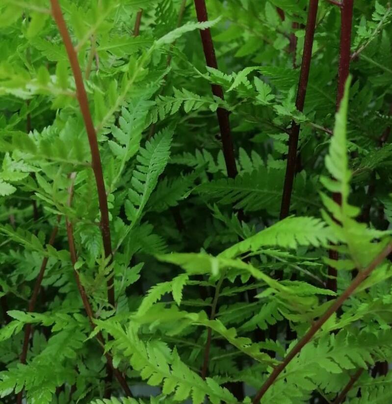 Papratka samičí 'Lady in Red' - Athyrium filix-femina var. angustum 'Lady in Red'
