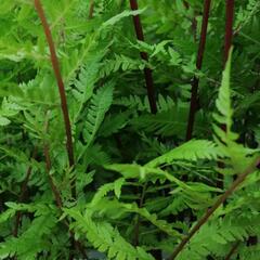 Papratka samičí 'Lady in Red' - Athyrium filix-femina var. angustum 'Lady in Red'