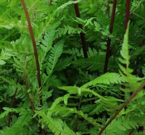 Papratka samičí 'Lady in Red' - Athyrium filix-femina var. angustum 'Lady in Red'