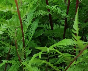 Papratka samičí 'Lady in Red'