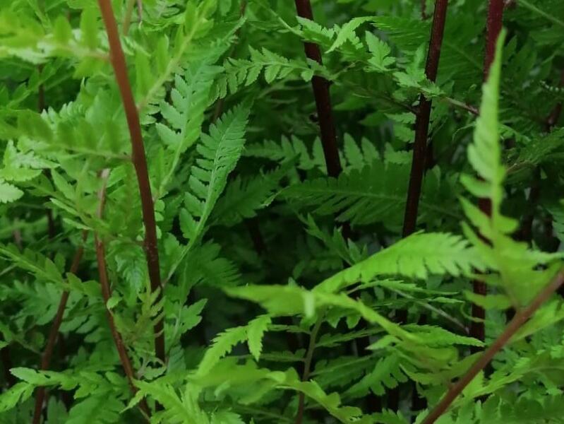 Papratka samičí 'Lady in Red' - Athyrium filix-femina var. angustum 'Lady in Red'