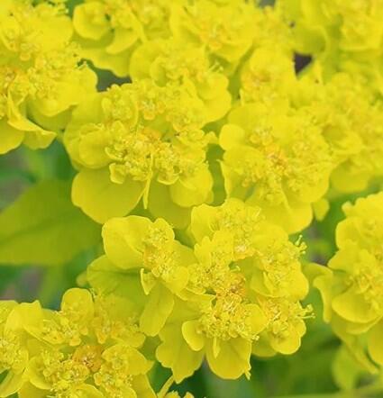 Pryšec bahenní - Euphorbia palustris