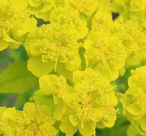 Pryšec bahenní - Euphorbia palustris
