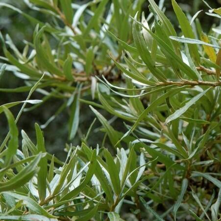 Rakytník řešetlákový samčí 'Romeo' - Hippophae rhamnoides 'Romeo'