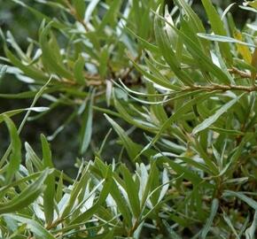 Rakytník řešetlákový - samčí 'Romeo' - Hippophae rhamnoides 'Romeo'