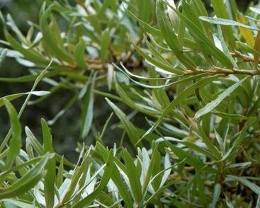 Rakytník řešetlákový samčí 'Romeo'