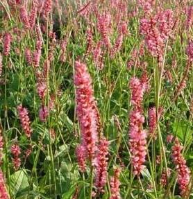 Rdesno objímavé 'High Society' - Bistorta amplexicaulis 'High Society'