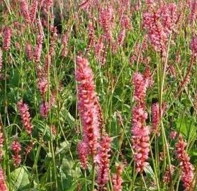 Rdesno objímavé 'High Society' - Bistorta amplexicaulis 'High Society'