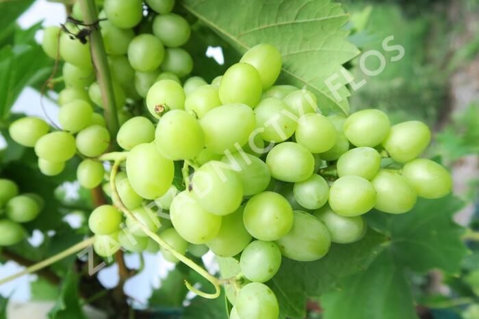 Réva vinná 'Arkadia' - Vitis vinifera 'Arkadia'