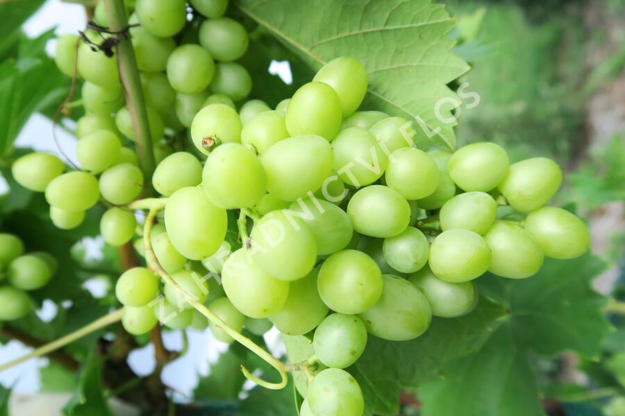 Réva vinná 'Arkadia' - Vitis vinifera 'Arkadia'