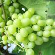 Réva vinná 'Arkadia' - Vitis vinifera 'Arkadia'