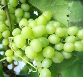Réva vinná 'Arkadia' - Vitis vinifera 'Arkadia'