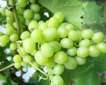 Réva vinná stolní 'Arkadia'