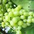 Vitis vinifera 'Arkádia'.jpg