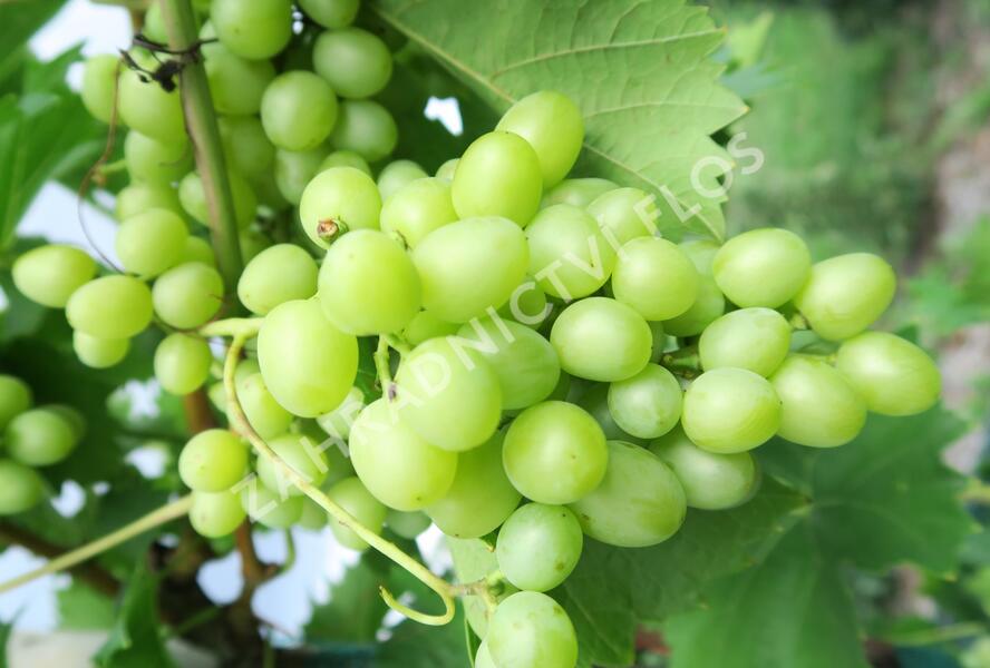 Réva vinná stolní 'Arkadia' - Vitis vinifera 'Arkadia'