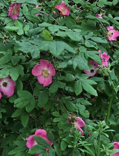 Růže převislá - Rosa pendulina