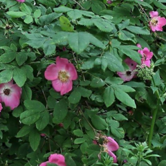 Růže převislá - Rosa pendulina