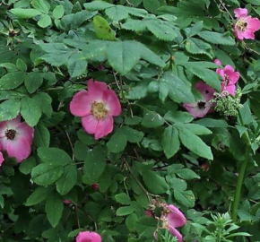 Růže převislá - Rosa pendulina