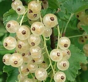 Rybíz červený 'Summer Pearls White' - Ribes rubrum 'Summer Pearls White'