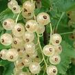 Rybíz červený 'Summer Pearls White' - Ribes rubrum 'Summer Pearls White'