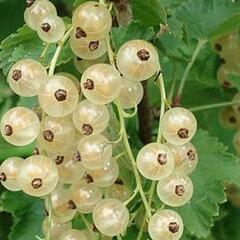 Rybíz červený 'Summer Pearls White' - Ribes rubrum 'Summer Pearls White'