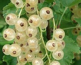 Rybíz červený 'Summer Pearls White'