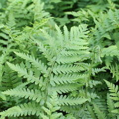 Sleziník netíkovitý - Asplenium adiantum-nigrum