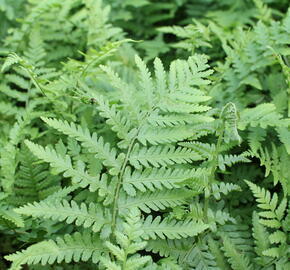 Sleziník netíkovitý - Asplenium adiantum-nigrum