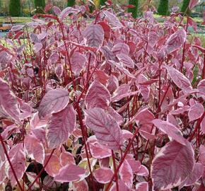 Svída střídavolistá 'Pink Spot' - Cornus alternifolia 'Pink Spot'