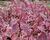 Svída střídavolistá 'Pink Spot'