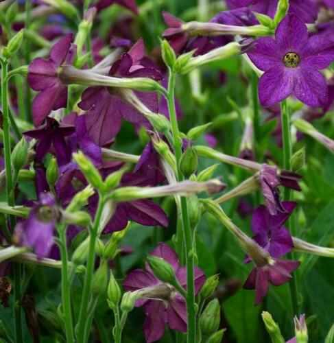 Tabák okrasný 'Perfume Deep Purple' - Nicotiana sanderae 'Perfume Deep Purple'