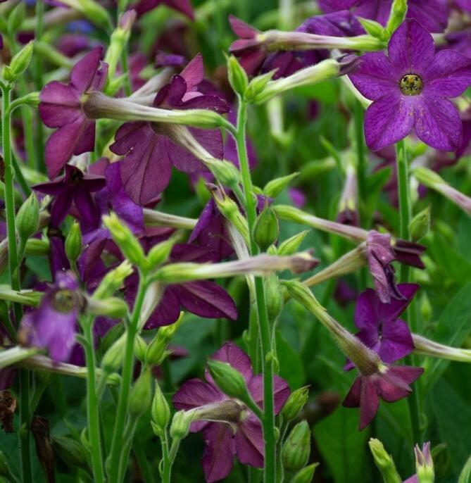 Tabák okrasný 'Perfume Deep Purple' - Nicotiana sanderae 'Perfume Deep Purple'