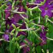 Tabák okrasný 'Perfume Deep Purple' - Nicotiana sanderae 'Perfume Deep Purple'